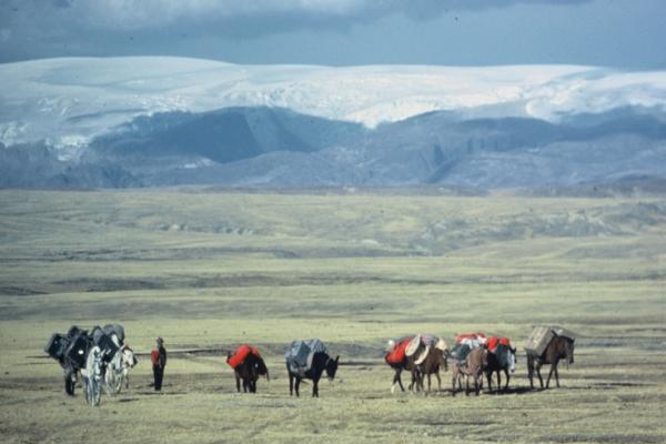 Mule team transporting gear to mountains in distance