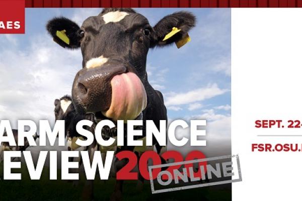Cow licking its nose with its tongue