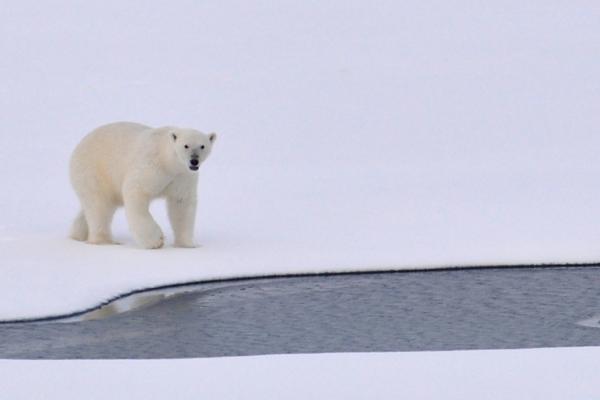 White Polar Bear standing on snow in front of a body of water.